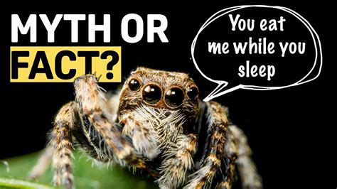 What happens if you feed a spider too much?