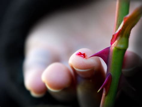 What happens if you get cut by a rose thorn?