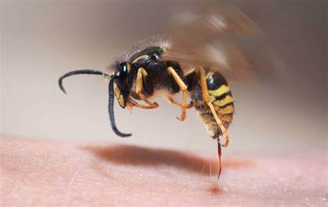 What happens if you get stung by a European wasp?