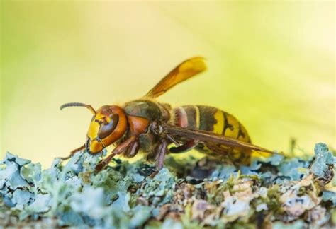 What happens if you get stung by a hornet?