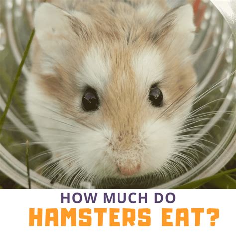 What happens if you give a hamster too much antibiotics?