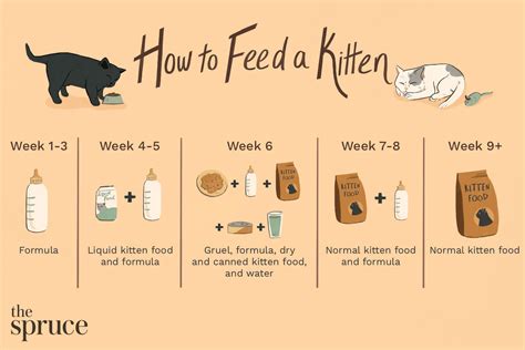 What happens if you give a kitten solid food too early?