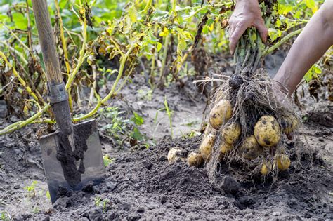 What happens if you give potatoes too much nitrogen?