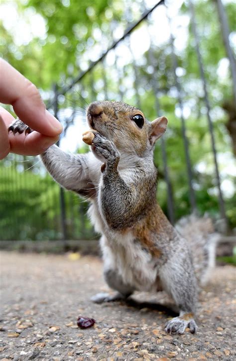 What happens if you grab a squirrel?