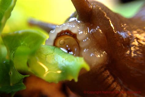 What happens if you have a slug in your mouth?