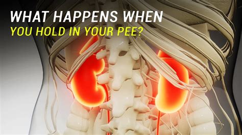 What happens if you hold your pee?