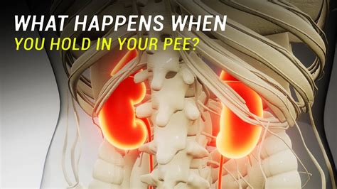 What happens if you hold your pee too long?