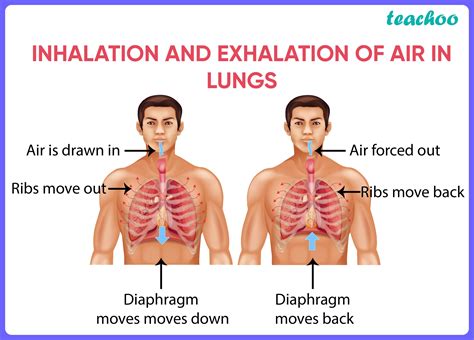 What happens if you inhale 95% oxygen?