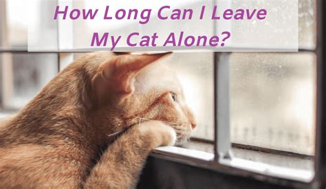 What happens if you leave a cat alone for 5 days?