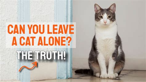 What happens if you leave a cat for too long?