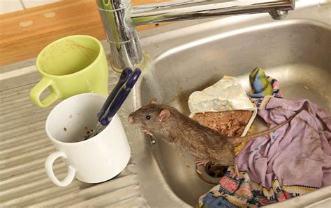 What happens if you leave a dead rat in your house?