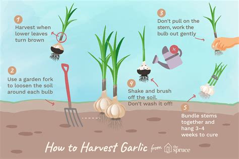 What happens if you leave a garlic bulb in the ground?