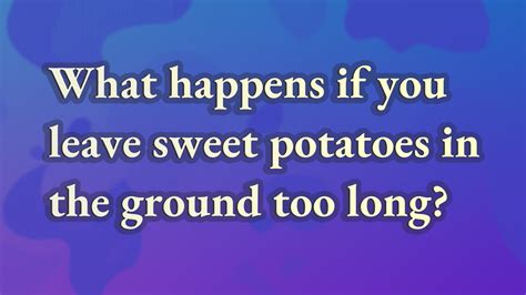 What happens if you leave sweet potatoes in the ground too long?