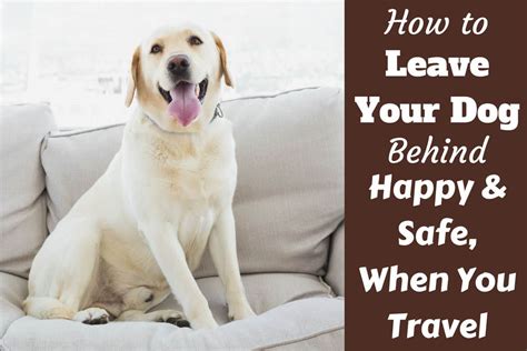 What happens if you leave your dog alone too much?