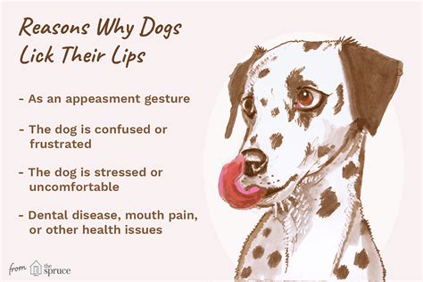 What happens if you lick a dog back?
