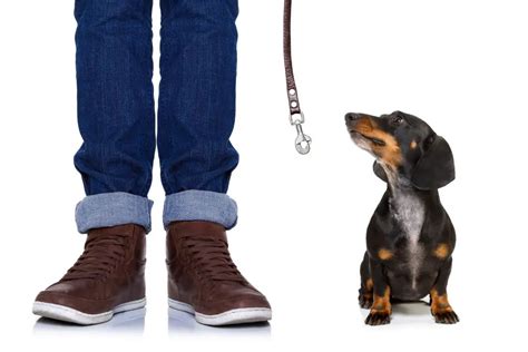 What happens if you never walk your dog?