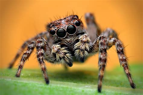 What happens if you overfeed a jumping spider?