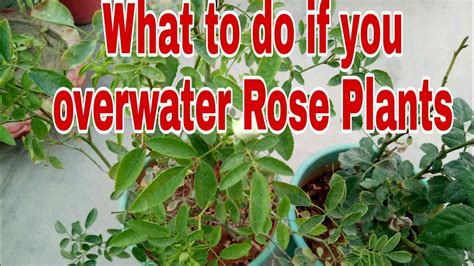 What happens if you overwater roses?