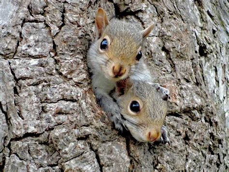 What happens if you pick up a baby squirrel?