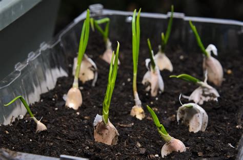 What happens if you plant a piece of garlic?