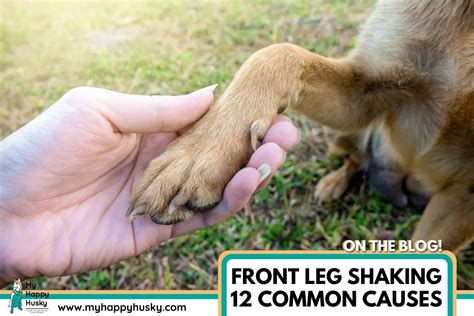 What happens if you pull a dogs front legs apart?