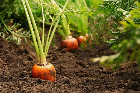 What happens if you put a carrot in soil?