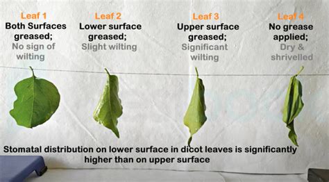 What happens if you put oil on leaves?