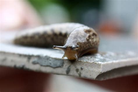 What happens if you put pepper on slugs?