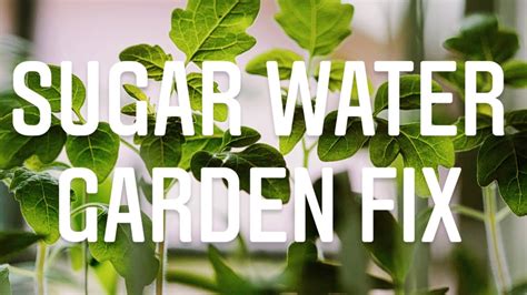 What happens if you put sugar water in a plant?