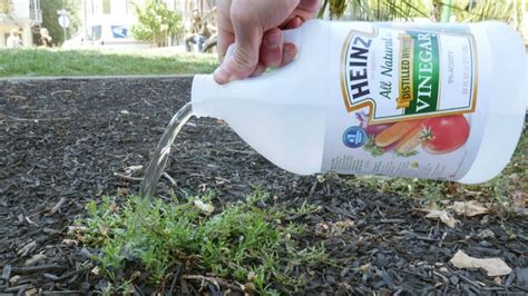 What happens if you put white vinegar on your plants?