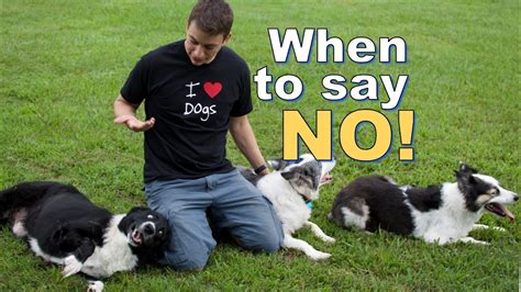 What happens if you say no to a dog?