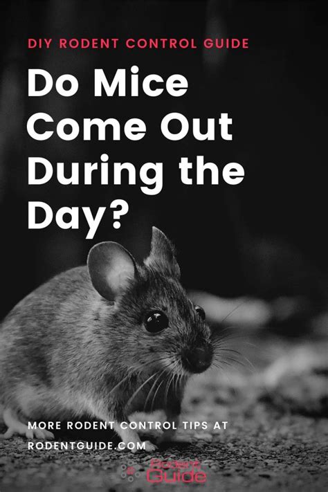 What happens if you see a mouse during the day?