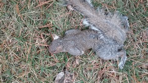 What happens if you step on a dead squirrel?