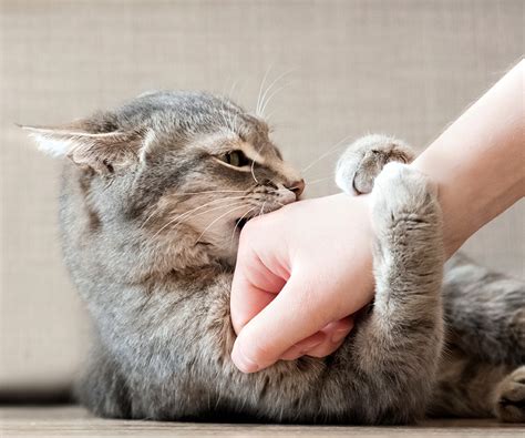 What happens if you stop petting your cat?