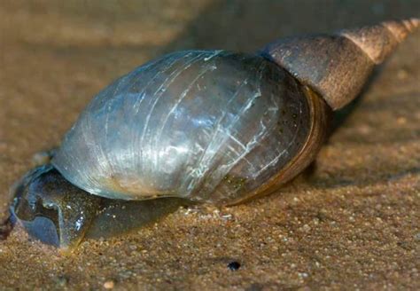What happens if you swallow a snail?