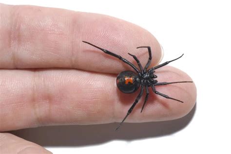 What happens if you touch a black widow spider?