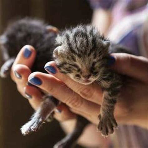 What happens if you touch a newborn kitten?