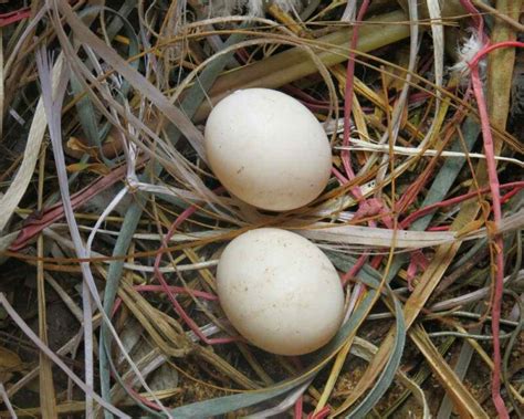 What happens if you touch an egg in a nest?