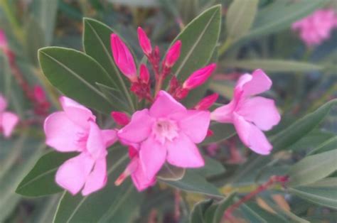 What happens if you touch oleander leaves?