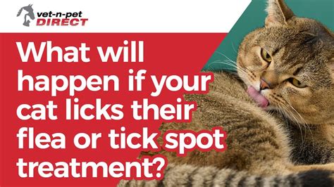 What happens if your cat licks super glue?