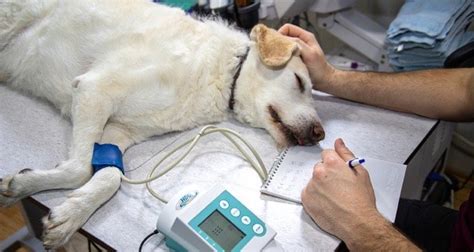 What happens immediately before a dog dies?