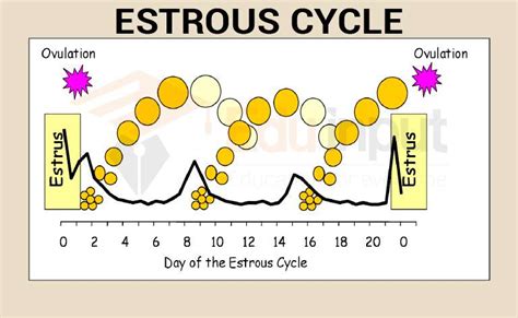 What happens in estrous cycle?