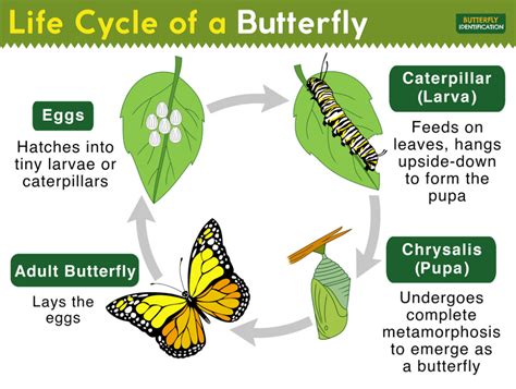 What happens in stage 2 of a butterfly?