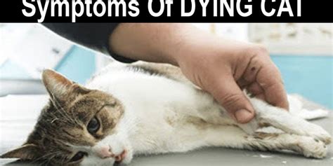 What happens right before a cat dies?