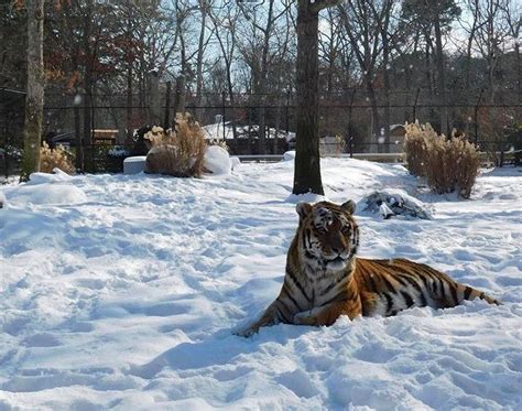 What happens to Toronto Zoo animals in winter?