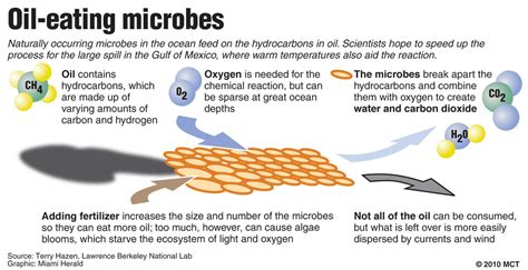 What happens to bacteria in oil?