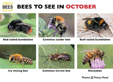 What happens to bees in autumn?