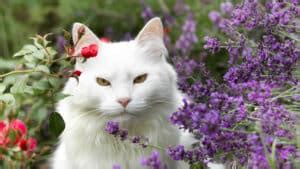 What happens to cats when they smell lavender?