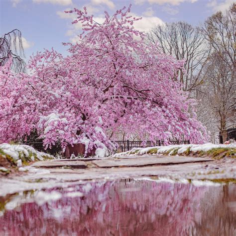 What happens to cherry blossoms in winter?