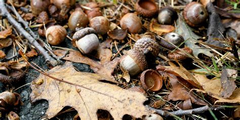 What happens to fallen acorns?
